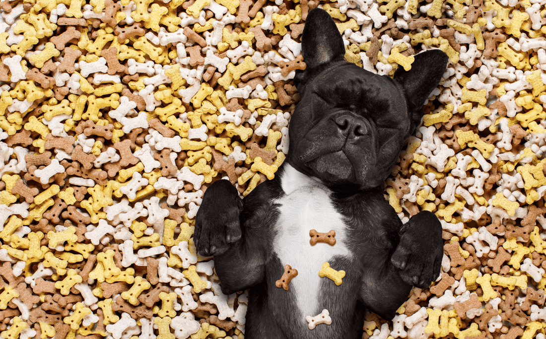 The Importance of Nutrition for Dogs