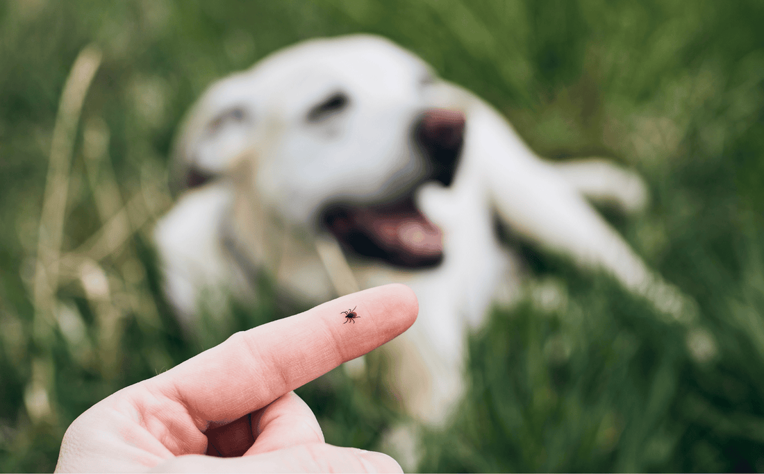 Natural Solutions for Ticks and Fleas Using Essential Oils