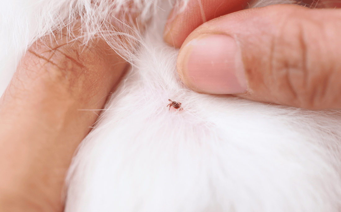 Why Pests Are Dangerous: Protecting Your Pets from Hidden Threats