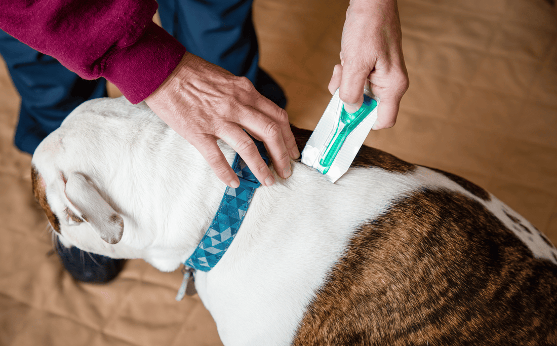 Why Chemical-Free Flea and Tick Collars Are Not the Best Choice for Your Furry Friends