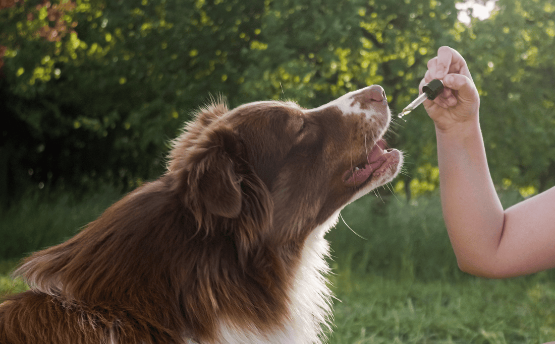 Supplements Against Fleas and Ticks: Boosting Your Pet’s Natural Defenses