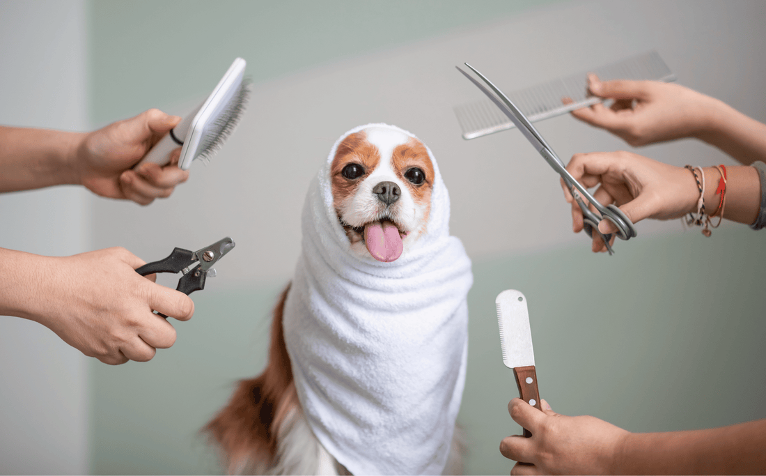 The Benefits of Regular Grooming in Preventing Fleas and Ticks